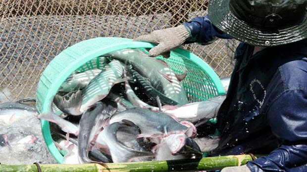 ĐBSCL: Giá cá tra giảm mức kỷ lục